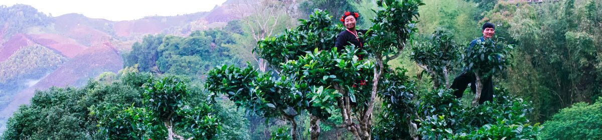 Lao Tea Appreciation Network