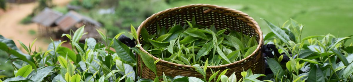 Lao Tea Appreciation Network